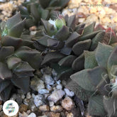 Anacampseros rufescens / 40 seeds